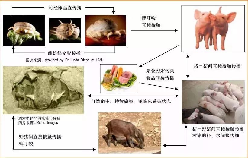猪疫病的早期消息及其影响概述